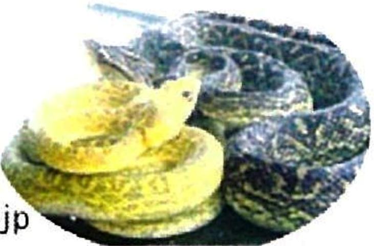 伊平屋の黄金ハブ